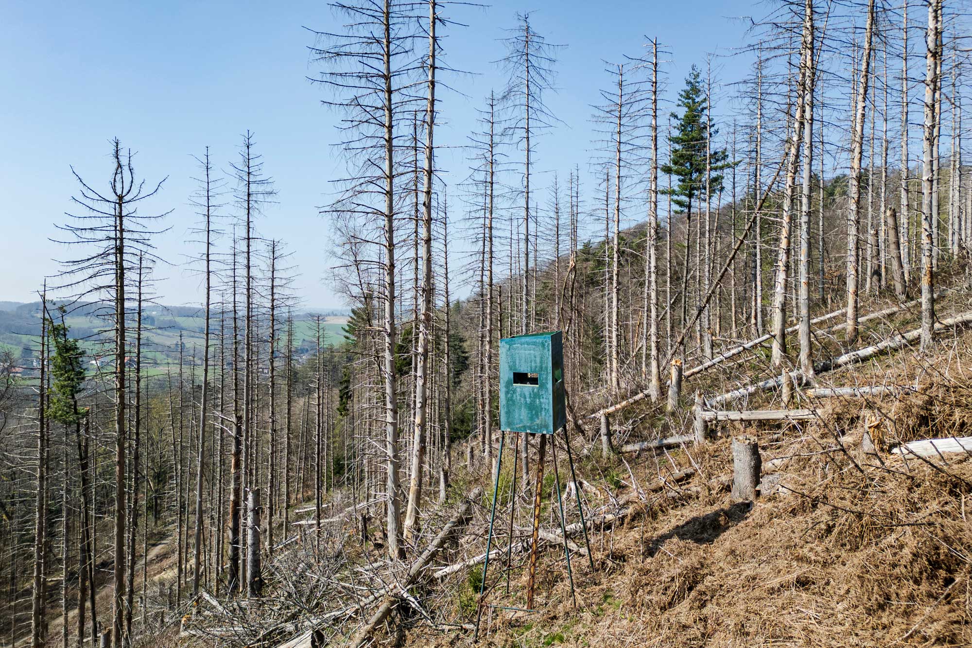 BUCK_ANDREAS_kaputterWald_01