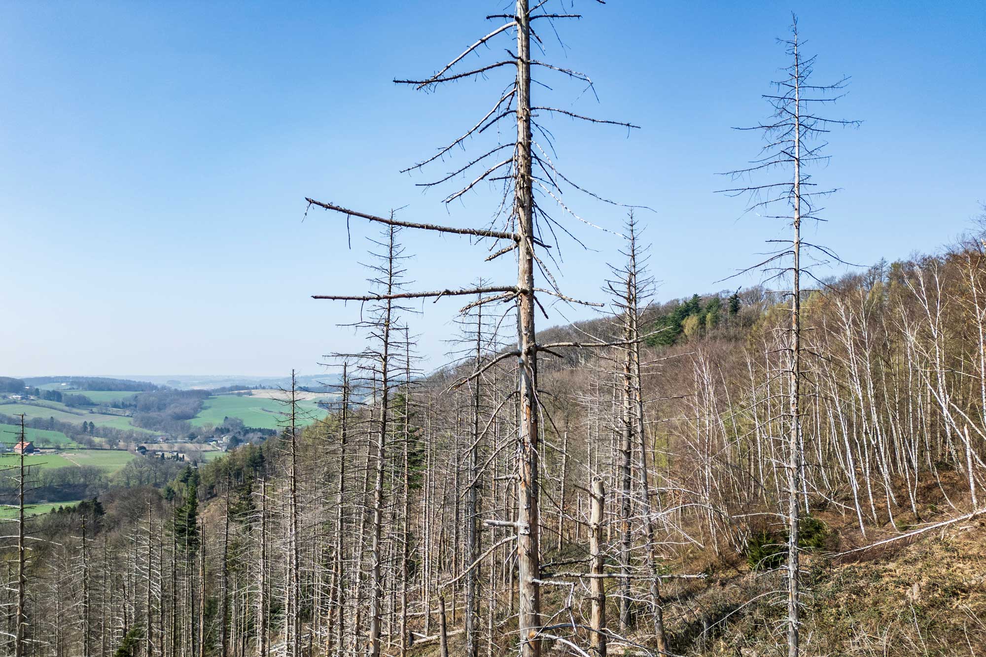 BUCK_ANDREAS_kaputterWald_04